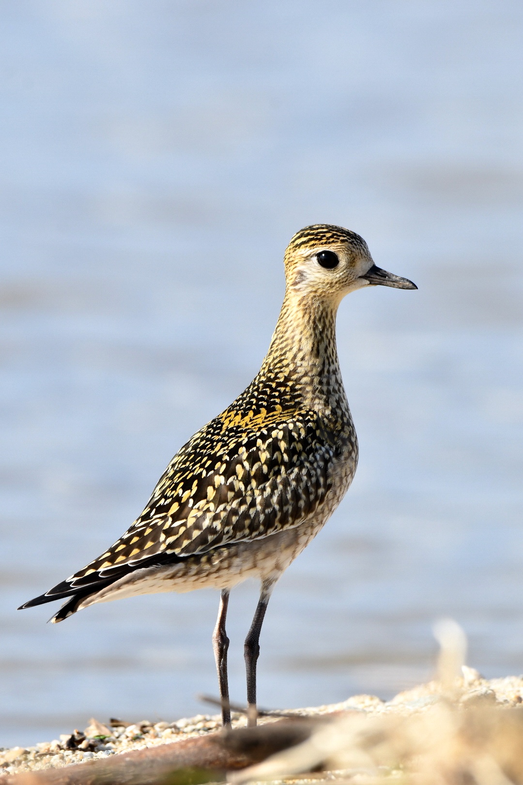 Photo of Pacific Golden Plover at  by 倶利伽羅