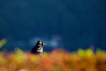 ハシブトガラス 河口湖 2023年10月29日(日)