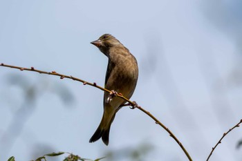 Grey-capped Greenfinch 涸沼自然公園 Tue, 10/31/2023