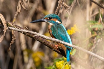 Common Kingfisher 涸沼自然公園 Tue, 10/31/2023