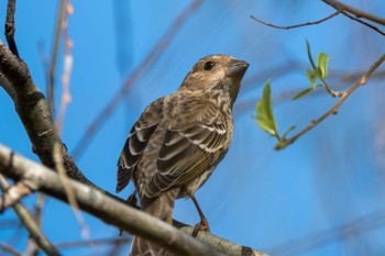 Common Rosefinch 涸沼自然公園 Tue, 10/31/2023