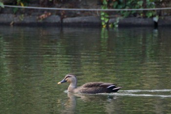 2023年10月31日(火) 井の頭恩賜公園の野鳥観察記録