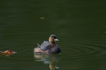 カイツブリ 井の頭恩賜公園 2023年10月31日(火)