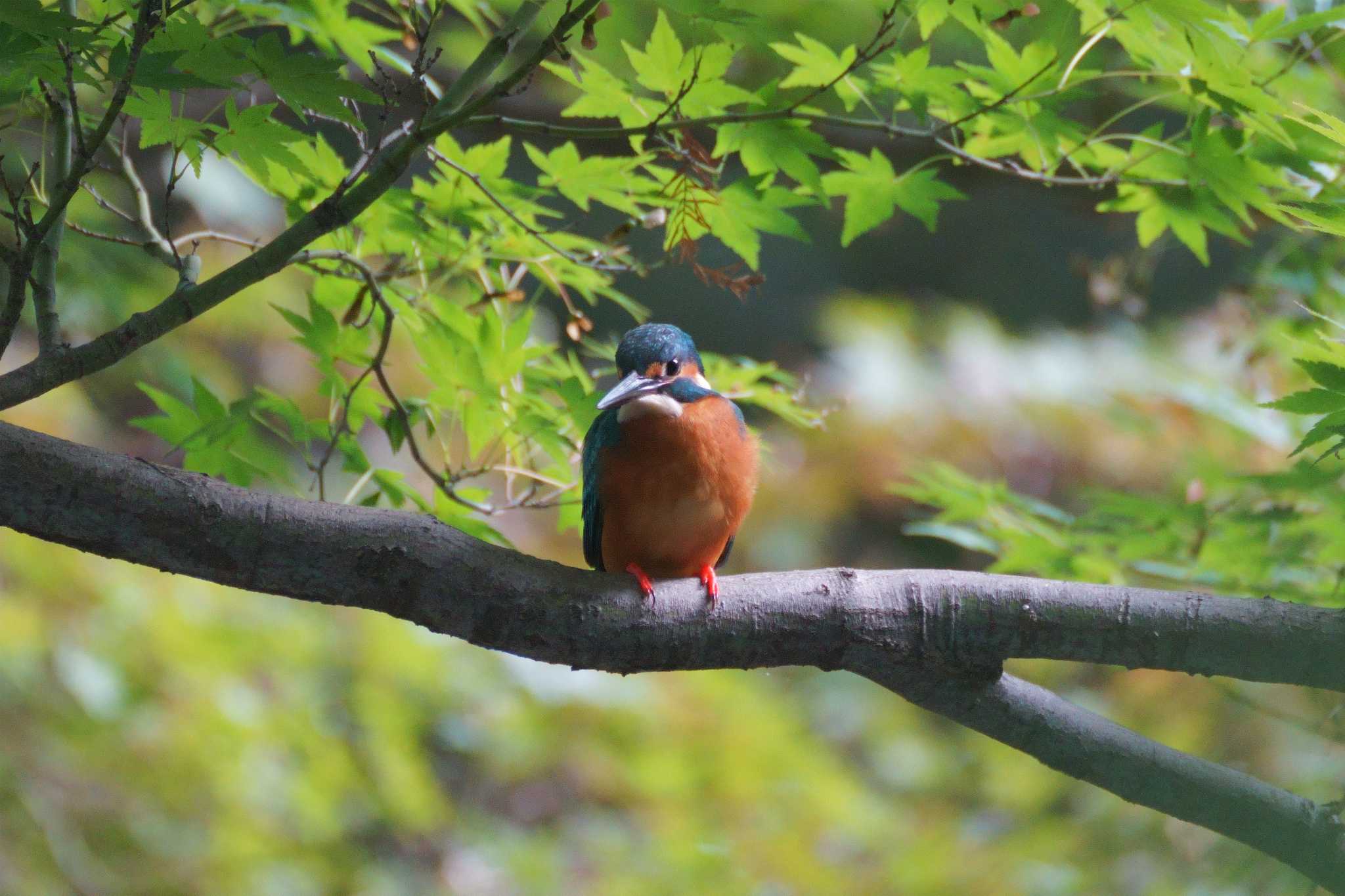 井の頭恩賜公園 カワセミの写真 by とろぴたる