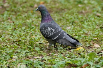 カワラバト 井の頭恩賜公園 2023年10月31日(火)