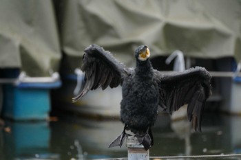 カワウ 井の頭恩賜公園 2023年10月31日(火)