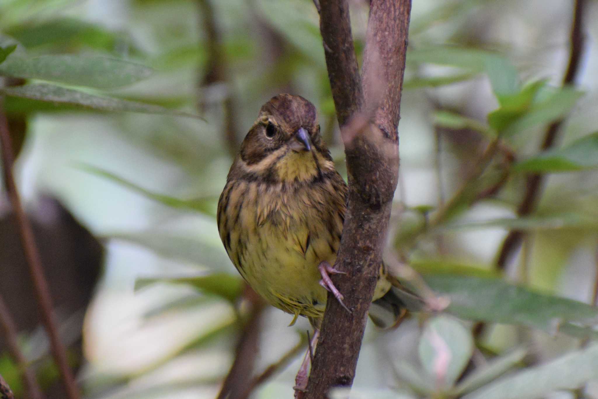 Masked Bunting