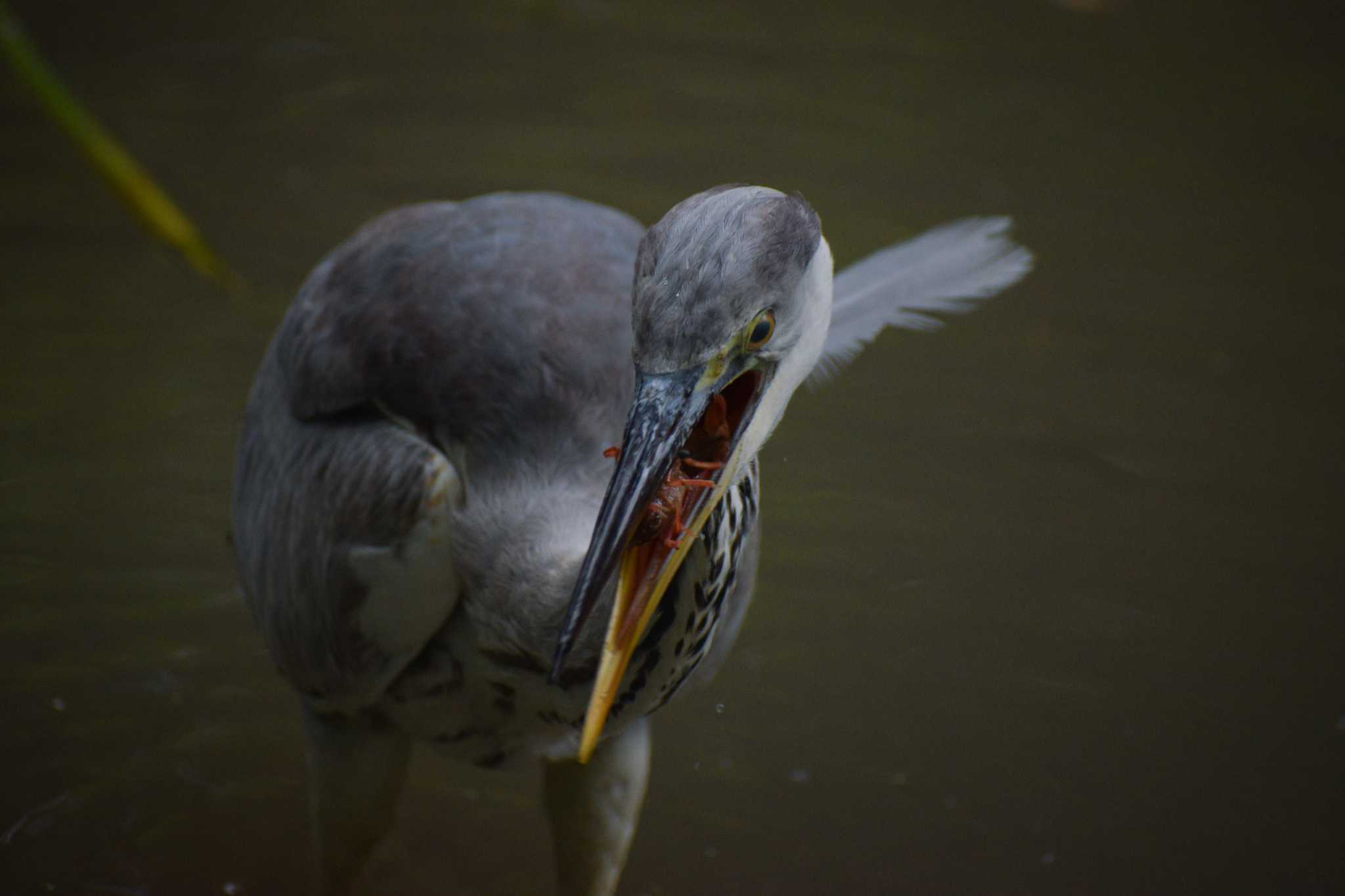 豪快に食べる若鳥 by NM🐥📷