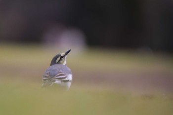 Tue, 10/31/2023 Birding report at Shinjuku Gyoen National Garden