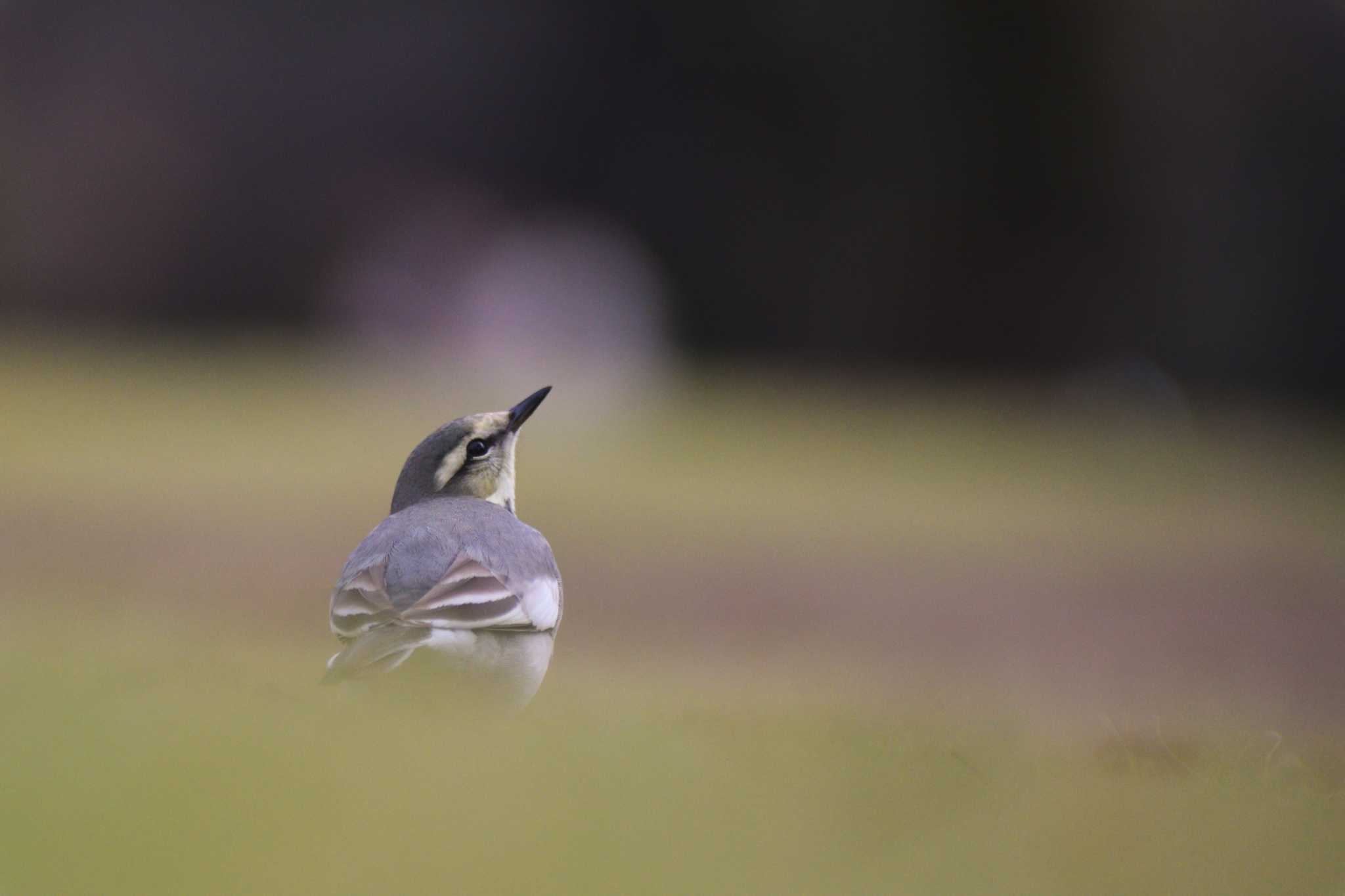 White Wagtail