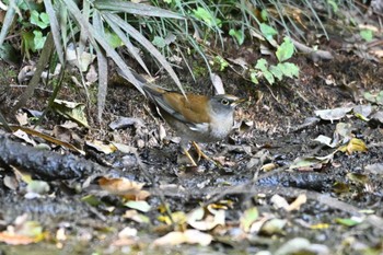 Pale Thrush 荒川大麻生公園 Mon, 10/30/2023