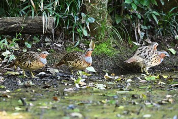 Chinese Bamboo Partridge 荒川大麻生公園 Mon, 10/30/2023