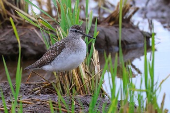 Wood Sandpiper 浮島ヶ原自然公園 Tue, 10/31/2023