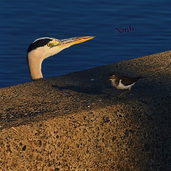 Grey Heron Unknown Spots Unknown Date