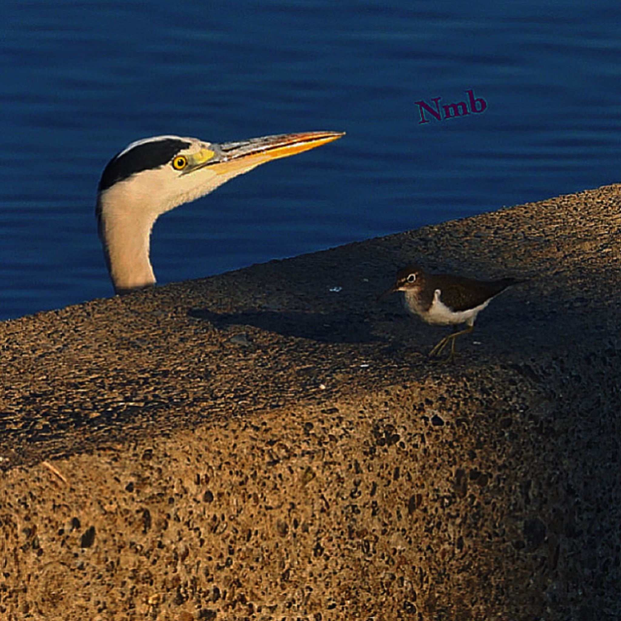 Photo of Grey Heron at  by soul.number.358