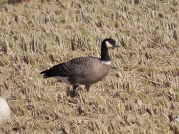 Cackling Goose Izunuma Mon, 10/30/2023