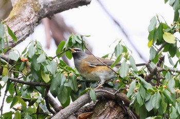 マミチャジナイ 戸隠森林植物園(戸隠森林公園) 2023年10月27日(金)