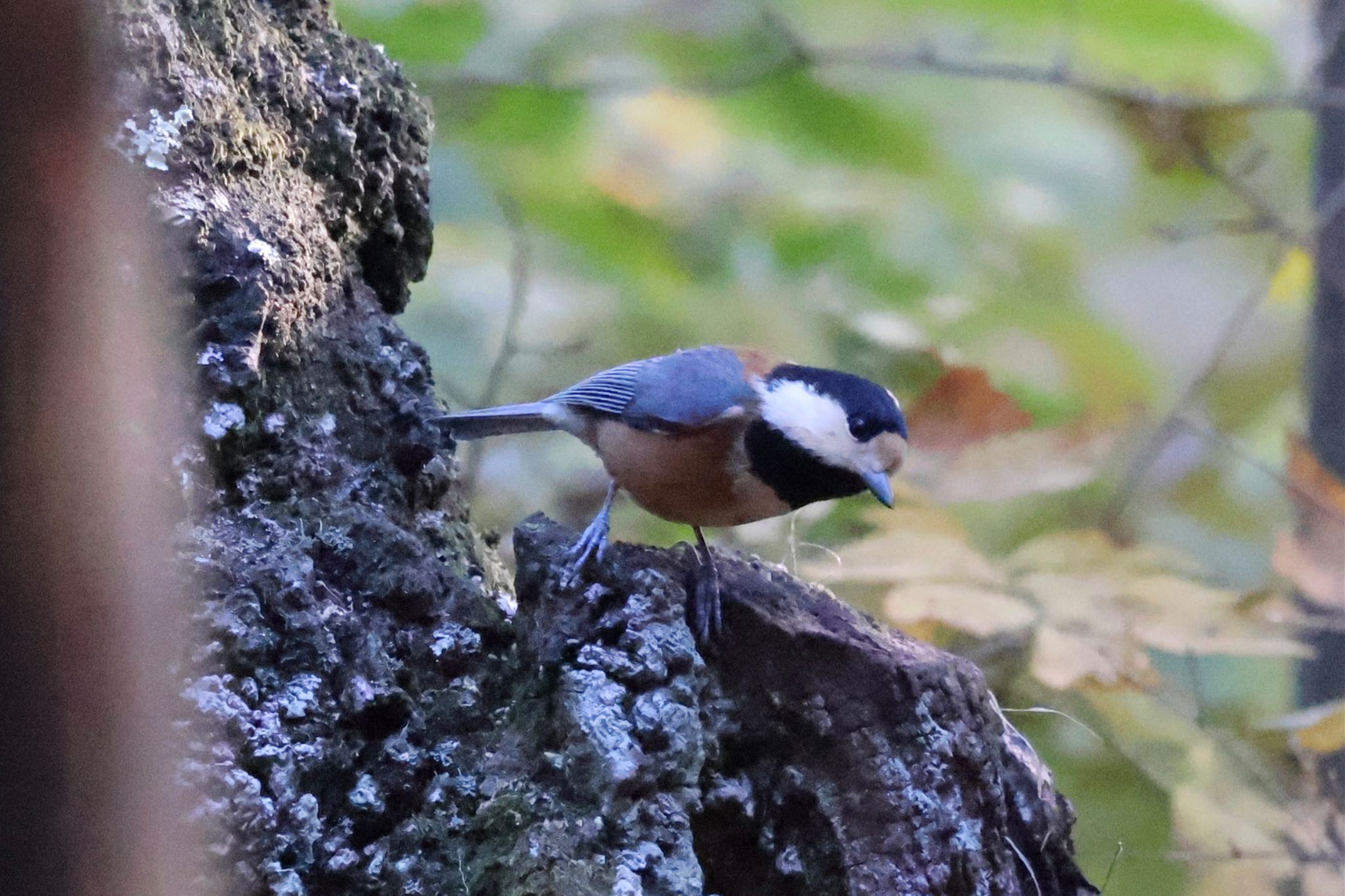 Varied Tit