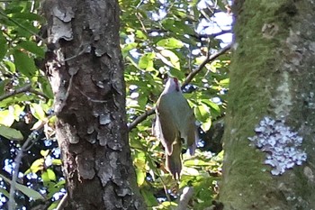 Sun, 10/29/2023 Birding report at Saitama Prefecture Forest Park