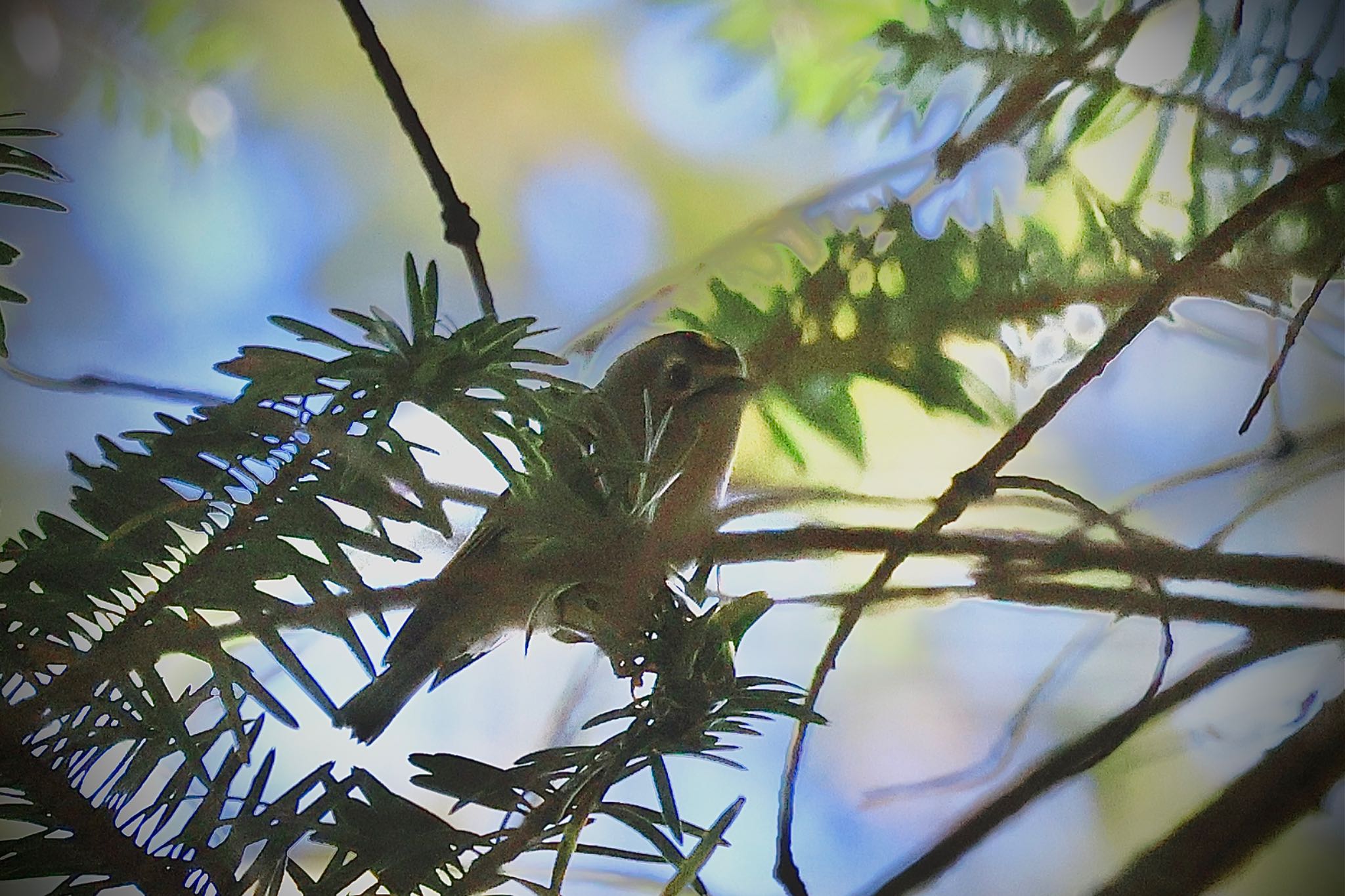 Goldcrest