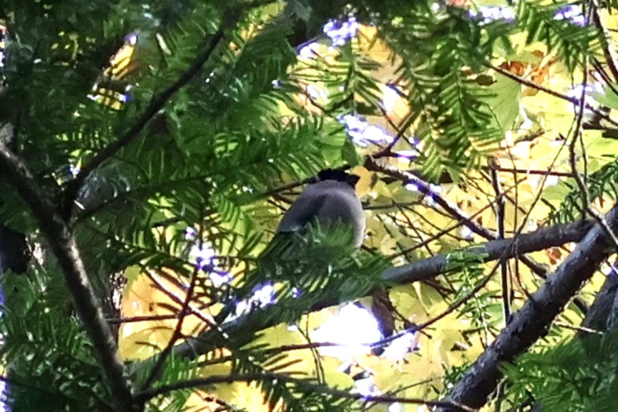 Eurasian Bullfinch