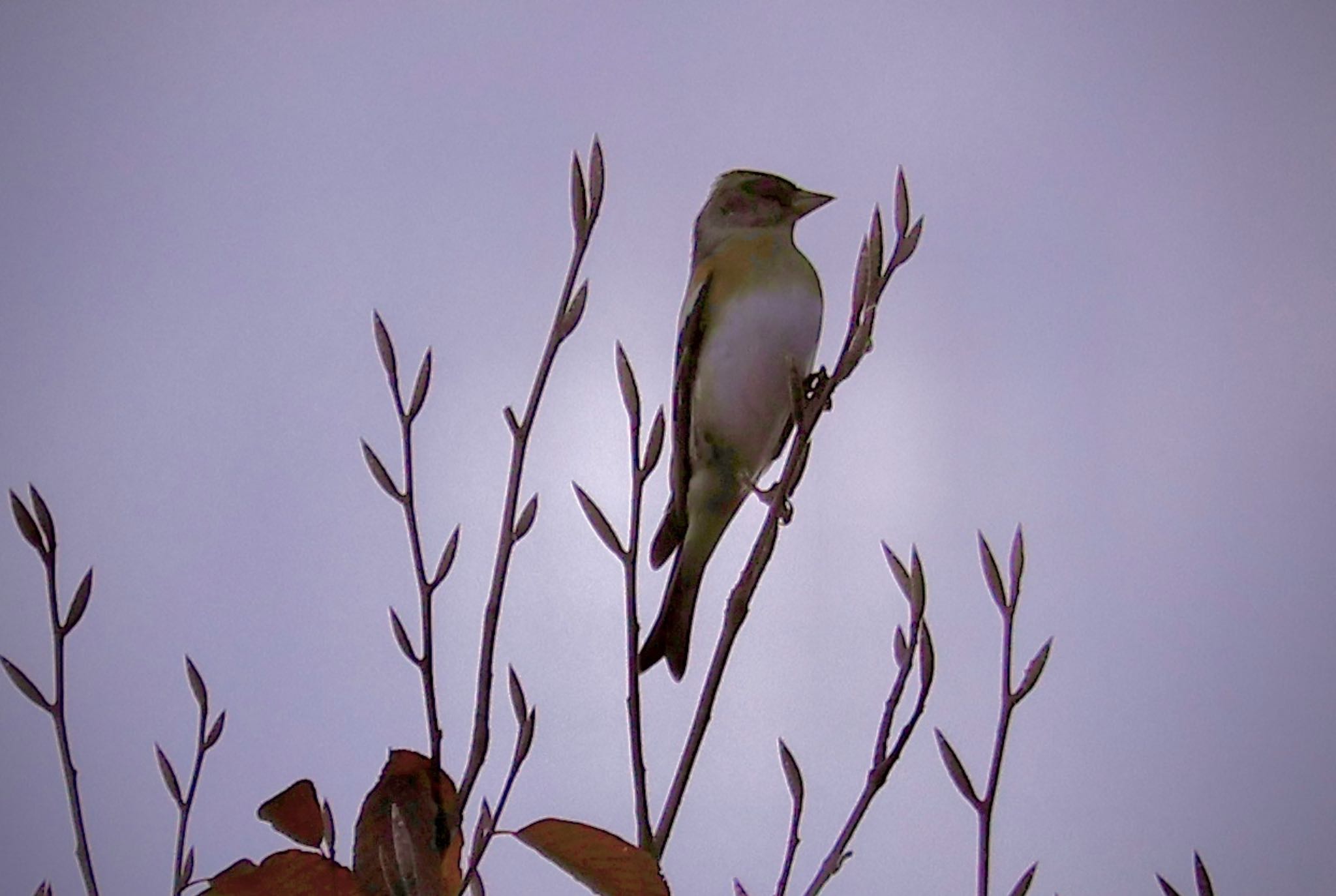 Brambling