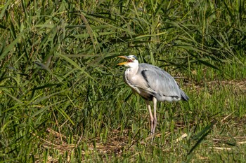 Grey Heron 涸沼自然公園 Tue, 10/31/2023