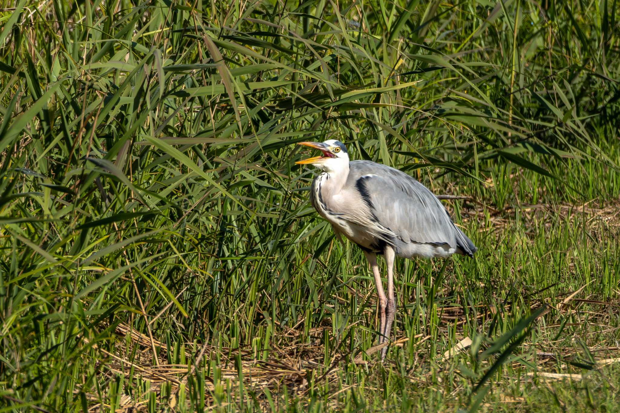 Grey Heron