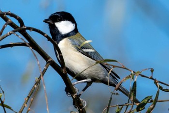 Japanese Tit 涸沼自然公園 Tue, 10/31/2023