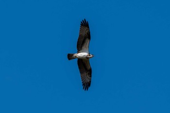 Osprey 涸沼自然公園 Tue, 10/31/2023