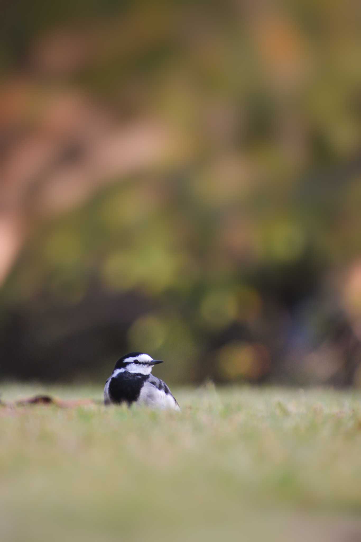 White Wagtail