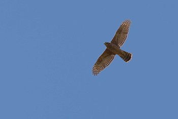 Eurasian Goshawk 愛知県 Wed, 10/18/2023