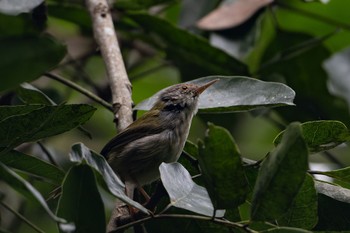 Common Tailorbird 雲南省 Mon, 10/30/2023