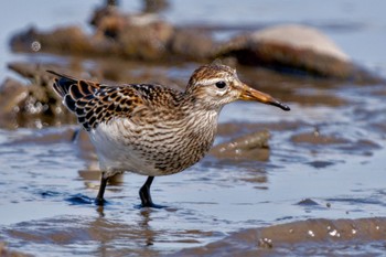 アメリカウズラシギ 稲敷市 2023年10月14日(土)