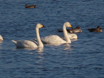 2023年10月31日(火) 蕪栗沼の野鳥観察記録