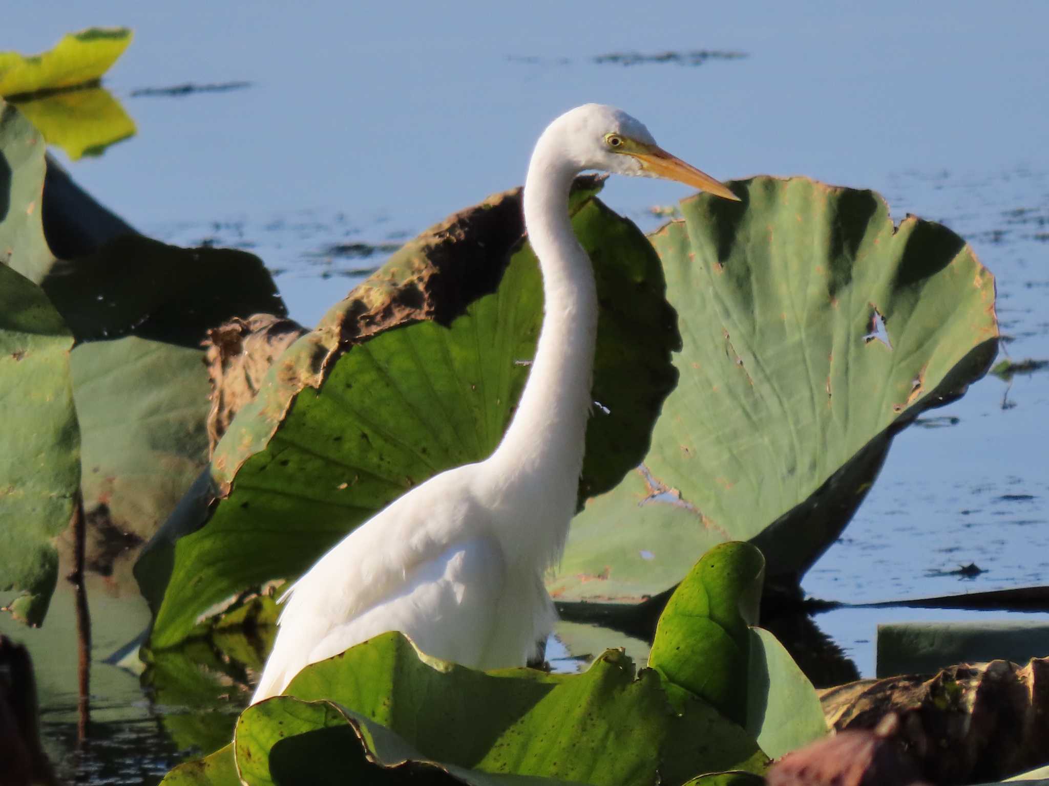 Medium Egret