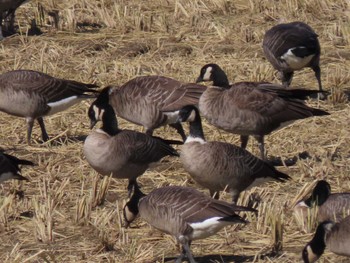 Cackling Goose Kabukuri Pond Mon, 10/30/2023