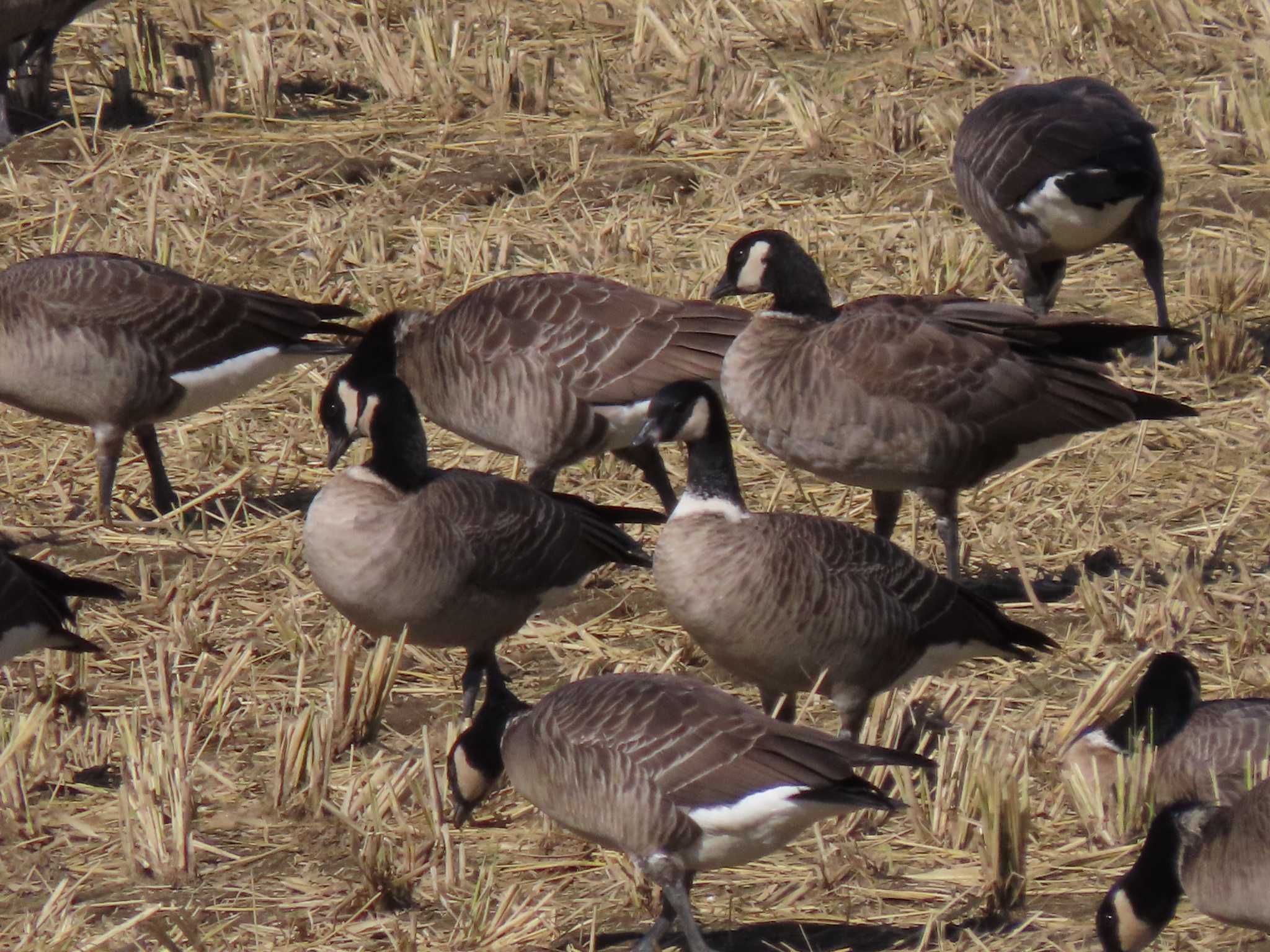 Cackling Goose