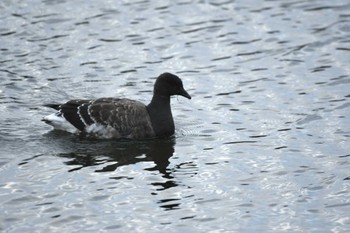 2023年10月31日(火) 多摩川の野鳥観察記録