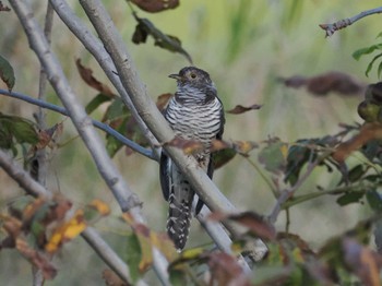 Oriental Cuckoo Akigase Park Mon, 10/30/2023