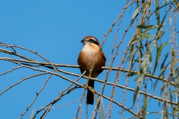 Bull-headed Shrike 涸沼自然公園 Tue, 10/31/2023