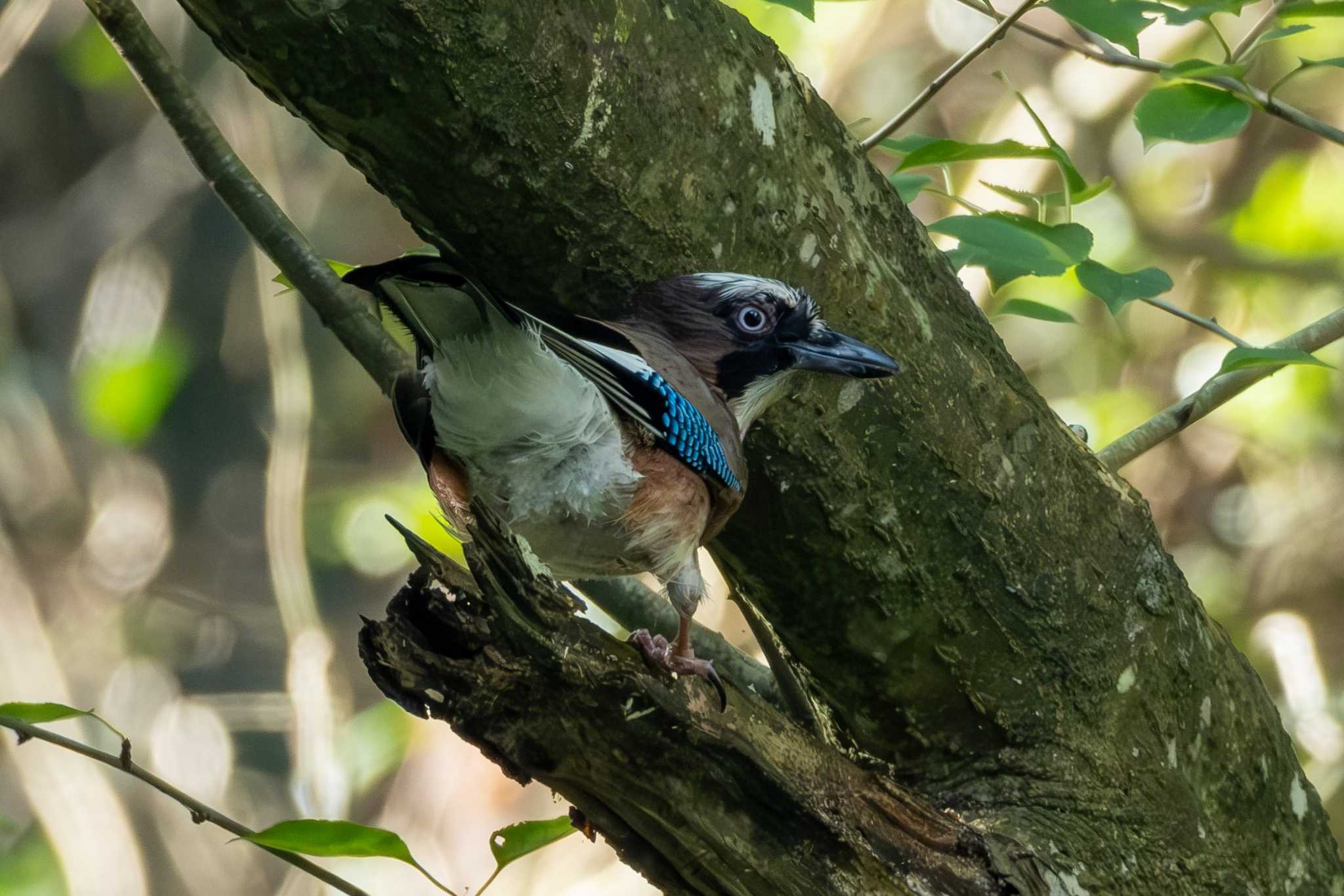 涸沼自然公園 カケスの写真 by MNB EBSW