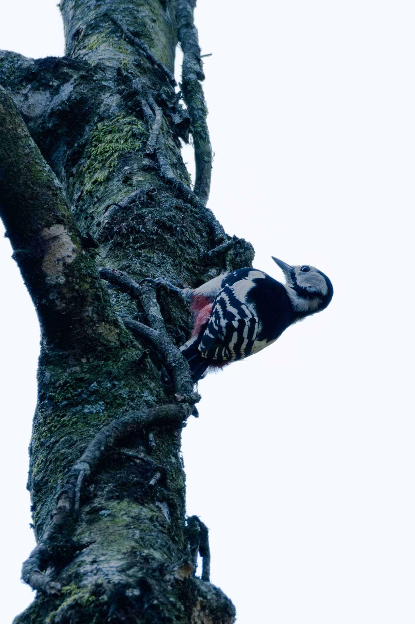 Great Spotted Woodpecker