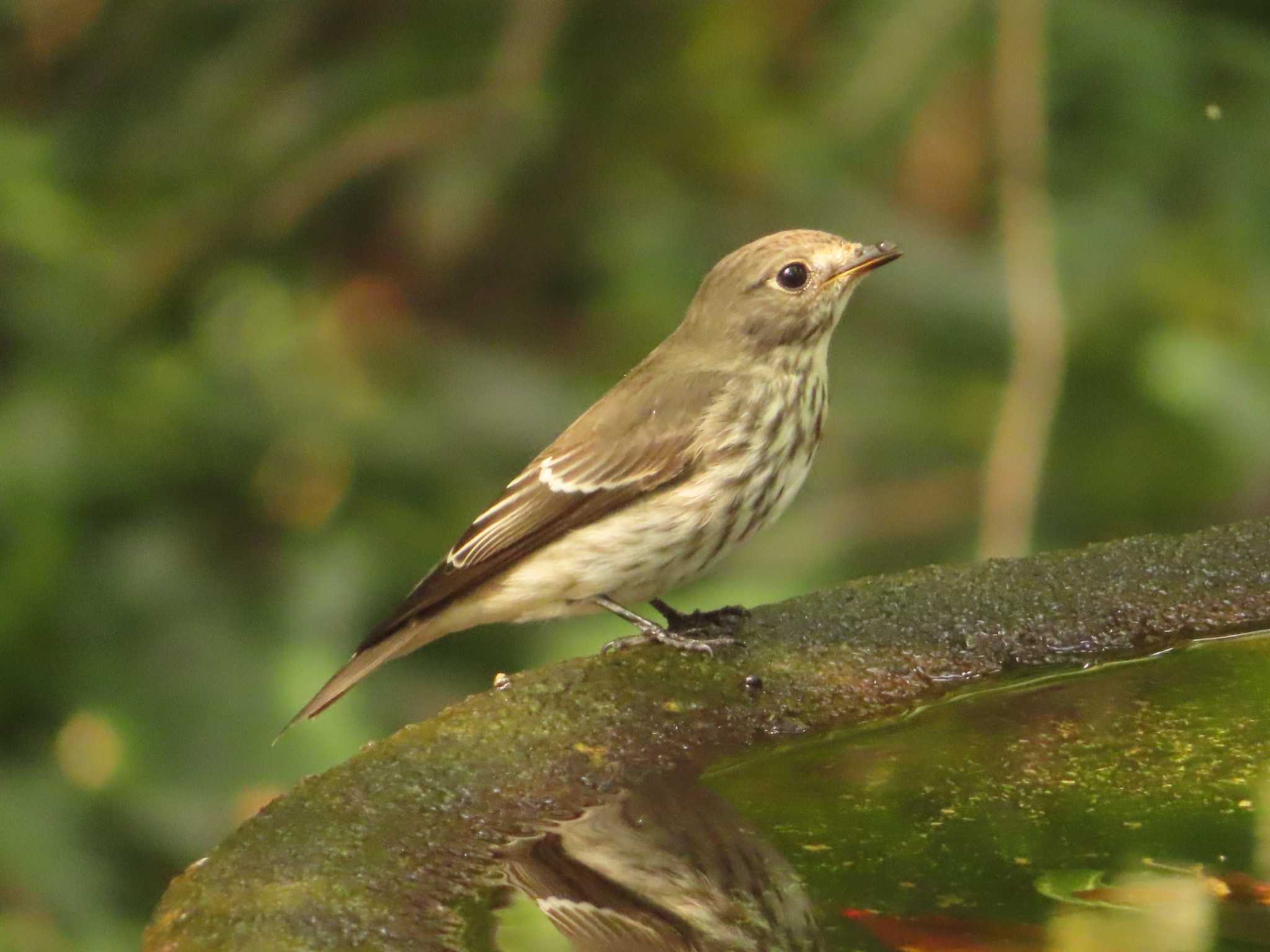 Grey-streaked Flycatcher