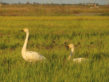 2023年10月31日(火) 福島潟の野鳥観察記録