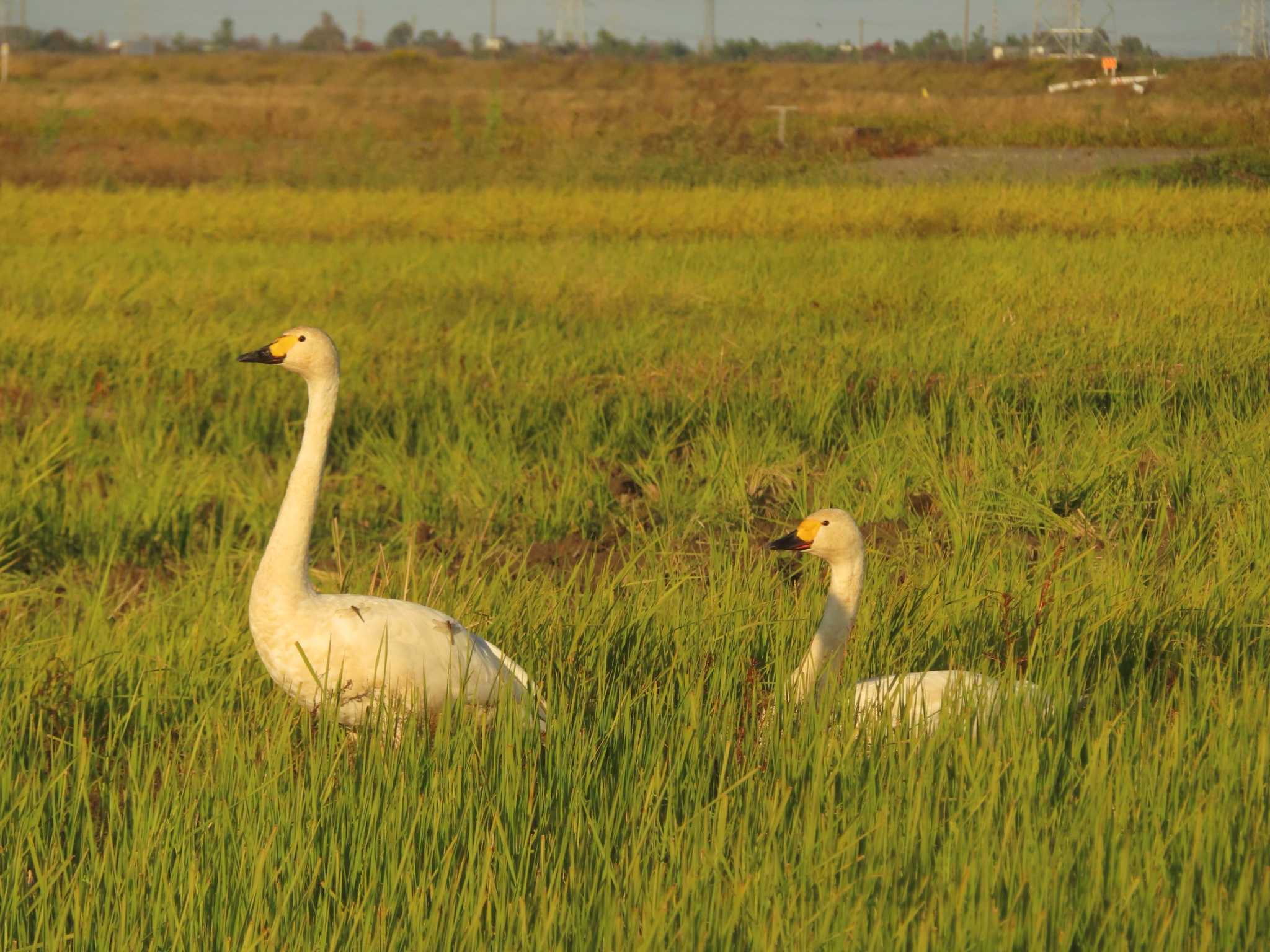 Tundra Swan