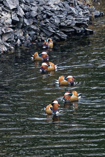 Mandarin Duck 山梨県 Sun, 10/29/2023