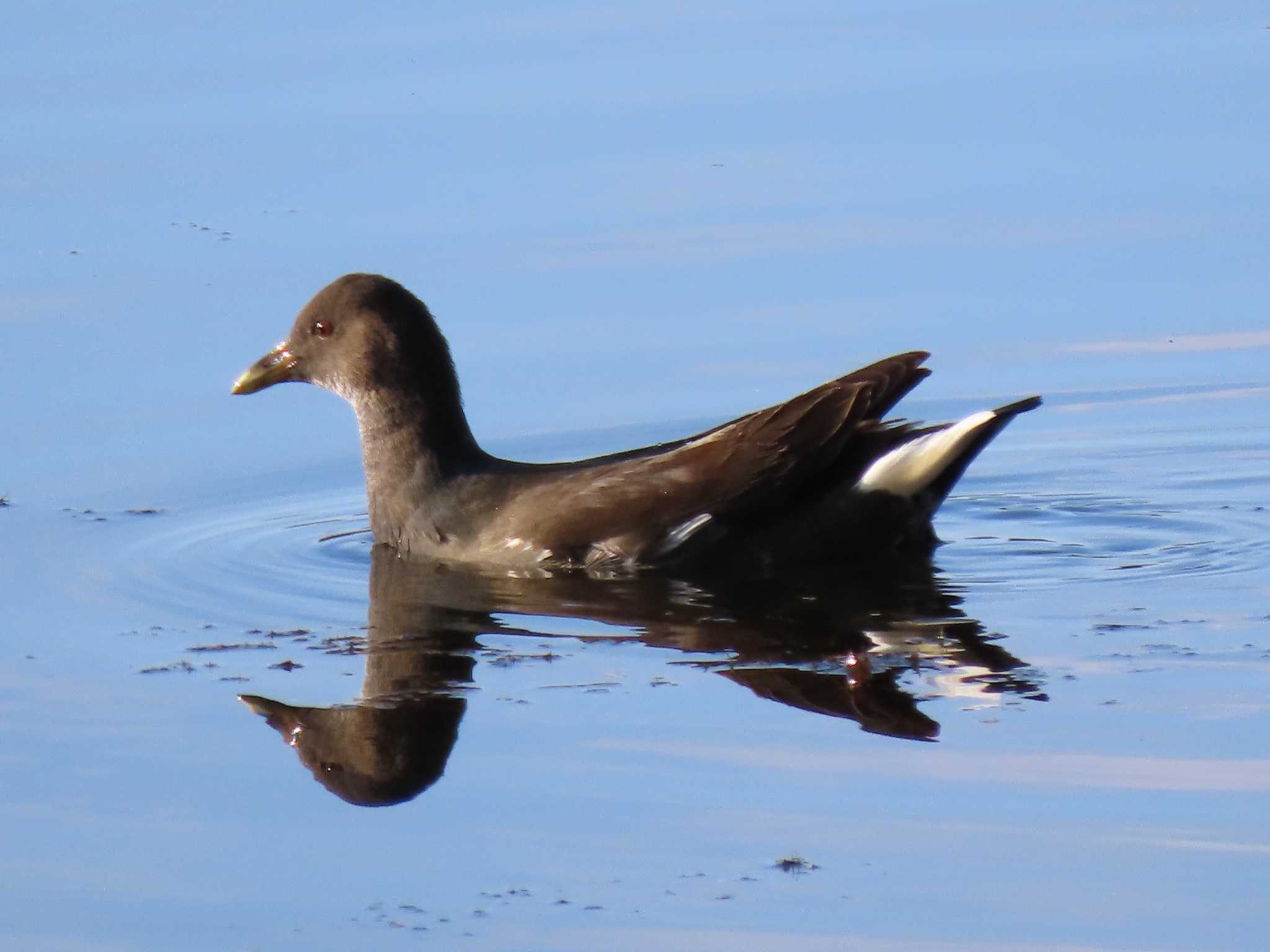 Common Moorhen