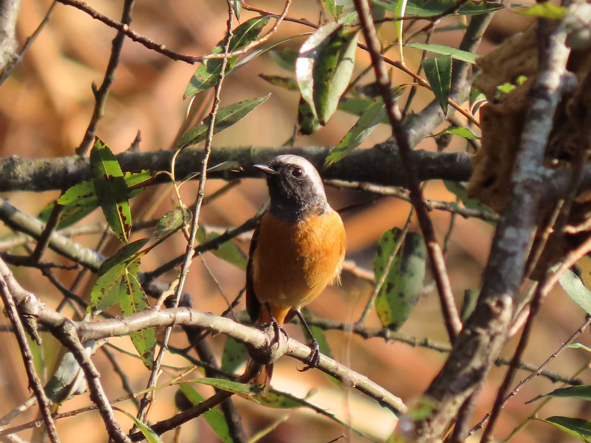 Daurian Redstart