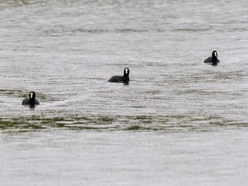 オオバン 水元公園 2023年10月29日(日)